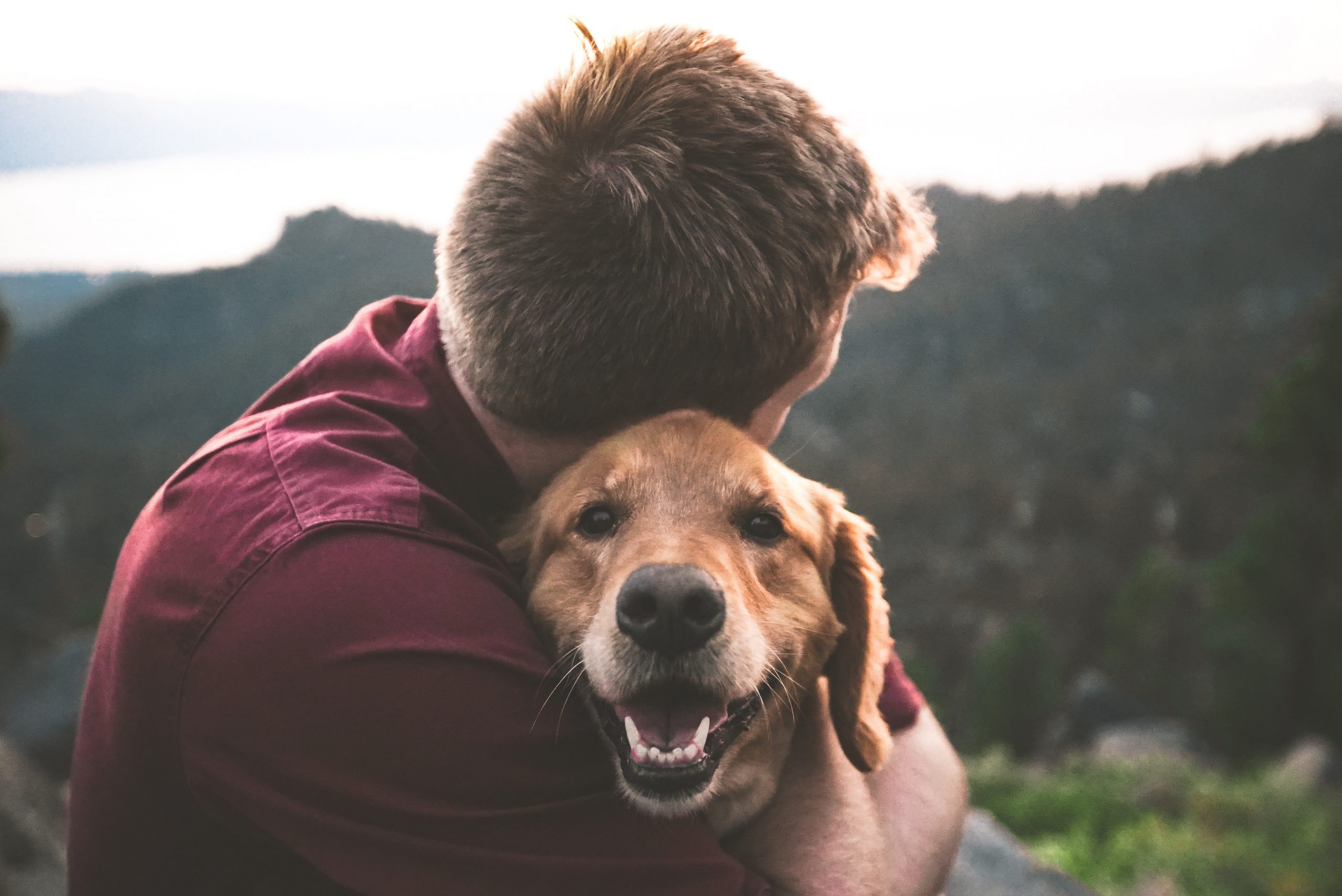 Emotional Animal Support Guidelines For Landlords In Santa Barbara